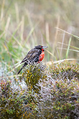 Image showing Long tailed meadowlark
