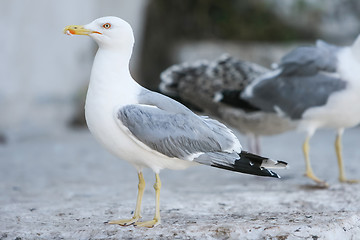 Image showing Side view of seagull on concrete