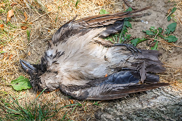 Image showing Dead crow