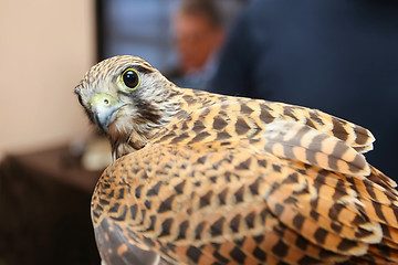 Image showing Lanner falcon looking at camera
