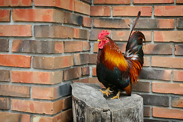 Image showing Rooster on stump