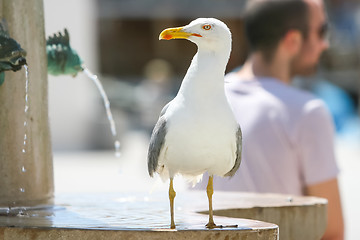 Image showing Seagull standing on fountain