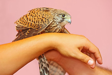 Image showing Lanner falcon on human hands
