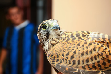 Image showing Lanner falcon indoors