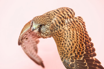 Image showing Hawk on human hand