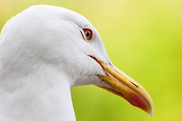 Image showing Close up of seagull head
