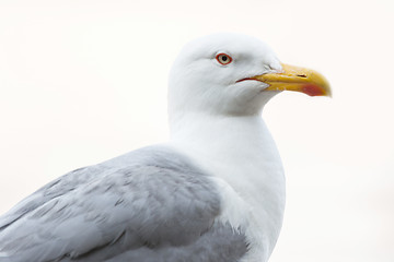Image showing Close up of seagull