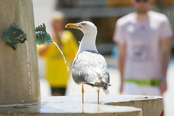 Image showing Seagull standing on water fountain