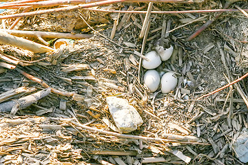 Image showing Eggs in bird nest