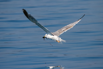 Image showing Seagull with fish in beak