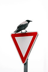 Image showing Crow on road sign