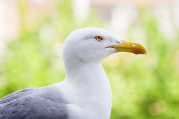 Image showing Seagull in nature