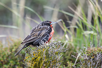 Image showing Long tailed meadowlark on a bush 