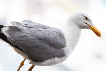 Image showing Seagull standing