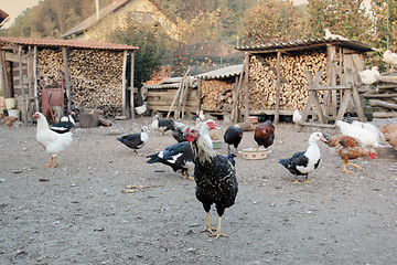 Image showing Hens, chickens and ducks in yard