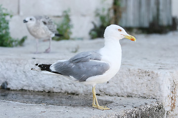Image showing Seagull on concrete