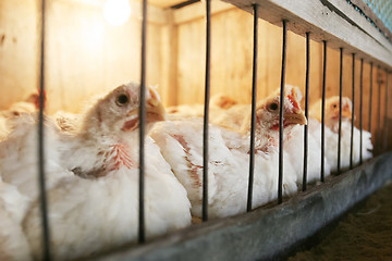 Image showing Hens in coop