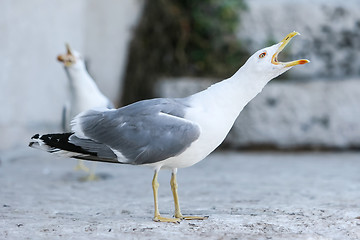 Image showing Seagull opening mouth