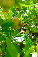 Image showing small pomegranate on a tree