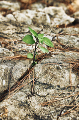 Image showing young green sprout