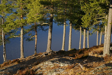 Image showing Pine forest