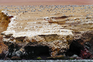 Image showing Wild birds on ballestas island, Peru