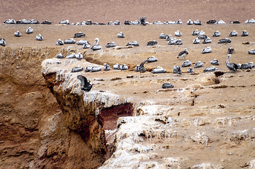 Image showing Wild birds and seagull on ballestas island, Peru