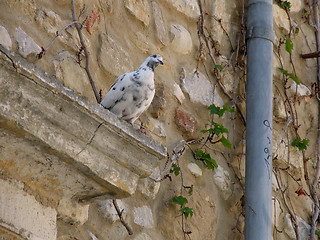 Image showing Pigeon and downpipe