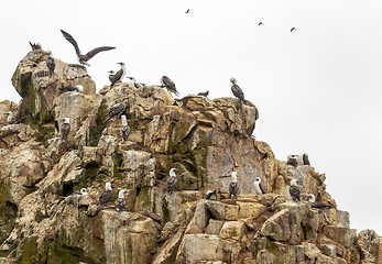 Image showing Wild birds and seagull on ballestas island, Peru