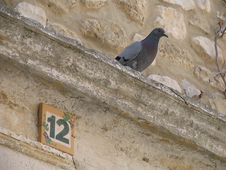 Image showing Detail with pigeon