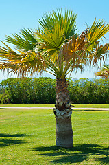 Image showing Lonely palm in park