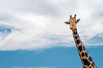 Image showing Giraffe neck and head against the clear blue sky