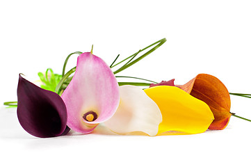 Image showing Bouquet of multicolored calla lily