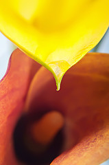 Image showing Macro of two calla flowers