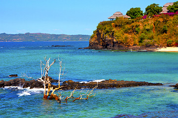 Image showing beach seaweed in indian  