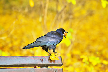 Image showing Black crow sitting on bench