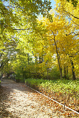 Image showing Sunny path in park