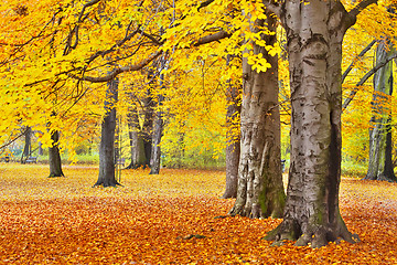 Image showing Sunny path in park