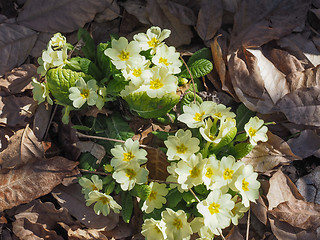 Image showing Primula flower