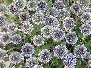 Image showing Bunch of thistles.