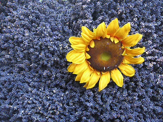 Image showing Lavender and sunflower