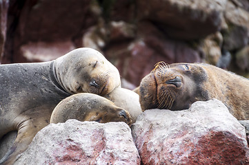 Image showing Sealions pup sleeping on a rock