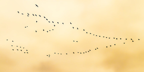 Image showing Flock of birds flying in V-formation