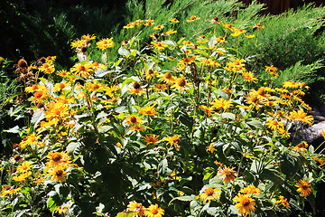 Image showing yellow flowers