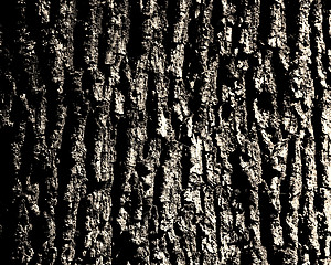 Image showing oak bark