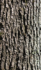 Image showing oak bark