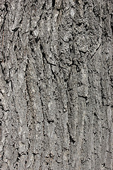 Image showing oak bark