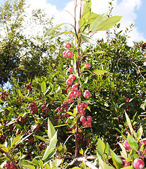 Image showing red apples