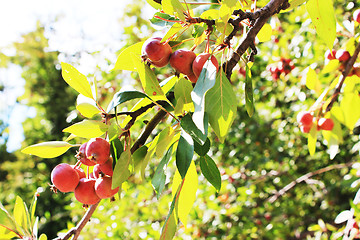 Image showing red apples