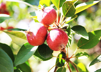 Image showing red apples